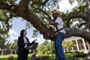 IT News for Arborist Near Me Memphis 